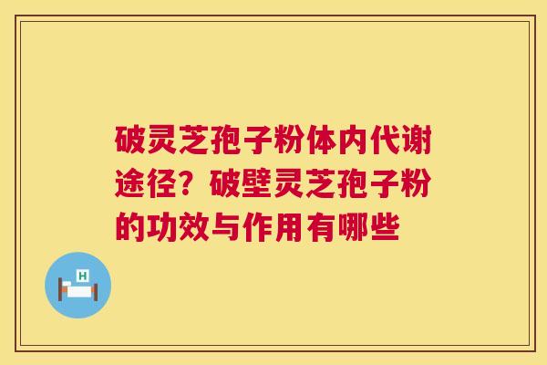 破灵芝孢子粉体内代谢途径？破壁灵芝孢子粉的功效与作用有哪些  第1张