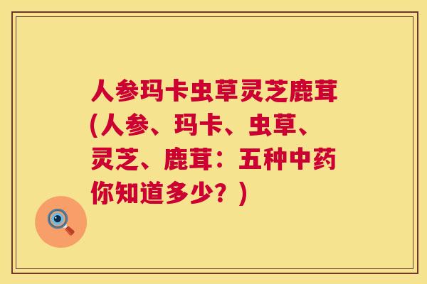 人参玛卡虫草灵芝鹿茸(人参、玛卡、虫草、灵芝、鹿茸：五种中药你知道多少？)  第1张
