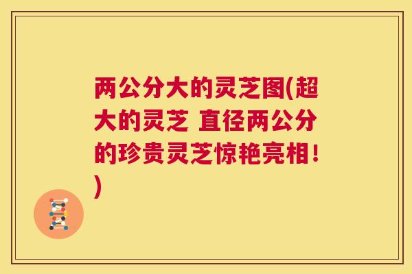 两公分大的灵芝图(超大的灵芝 直径两公分的珍贵灵芝惊艳亮相！)  第1张