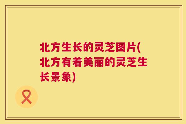 北方生长的灵芝图片(北方有着美丽的灵芝生长景象)  第1张