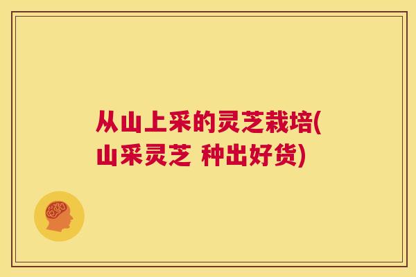 从山上采的灵芝栽培(山采灵芝 种出好货)  第1张