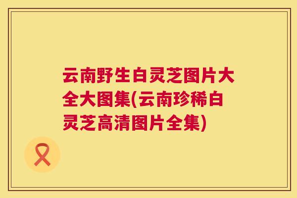 云南野生白灵芝图片大全大图集(云南珍稀白灵芝高清图片全集)  第1张