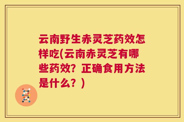 云南野生赤灵芝药效怎样吃(云南赤灵芝有哪些药效？正确食用方法是什么？)  第1张