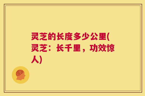 灵芝的长度多少公里(灵芝：长千里，功效惊人)  第1张