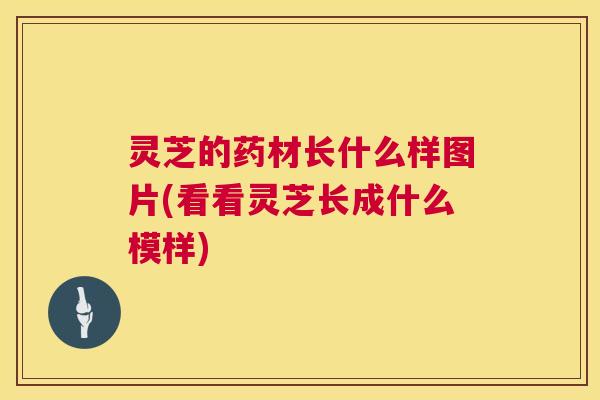 灵芝的药材长什么样图片(看看灵芝长成什么模样)  第1张
