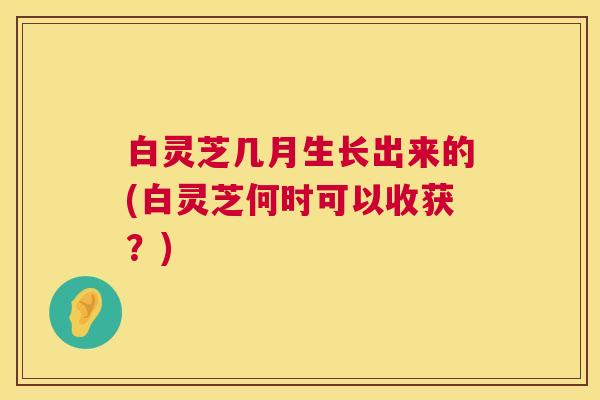 白灵芝几月生长出来的(白灵芝何时可以收获？)  第1张