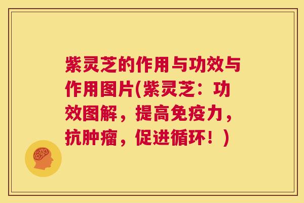 紫灵芝的作用与功效与作用图片(紫灵芝:功效图解,提高免疫力,抗肿瘤,促进循环!) 第1张 紫灵芝的作用与功效与作用图片(紫灵芝:功效图解,提高免疫力,抗肿瘤,促进循环!) 第1张