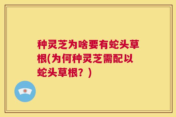 种灵芝为啥要有蛇头草根(为何种灵芝需配以蛇头草根？)  第1张