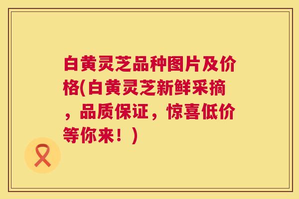 白黄灵芝品种图片及价格(白黄灵芝新鲜采摘，品质保证，惊喜低价等你来！)  第1张