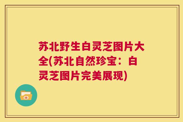 苏北野生白灵芝图片大全(苏北自然珍宝：白灵芝图片完美展现)  第1张