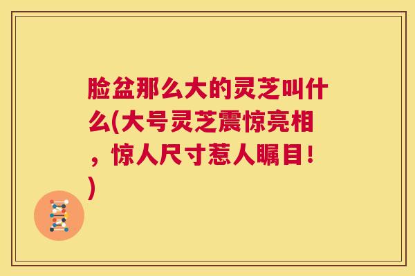 脸盆那么大的灵芝叫什么(大号灵芝震惊亮相，惊人尺寸惹人瞩目！)  第1张