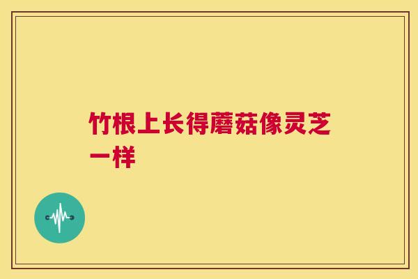 竹根上长得蘑菇像灵芝一样 第1张 竹根上长得蘑菇像灵芝一样 第1张