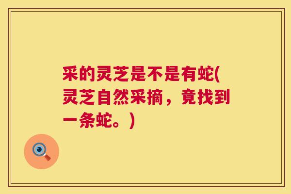 采的灵芝是不是有蛇(灵芝自然采摘，竟找到一条蛇。)  第1张