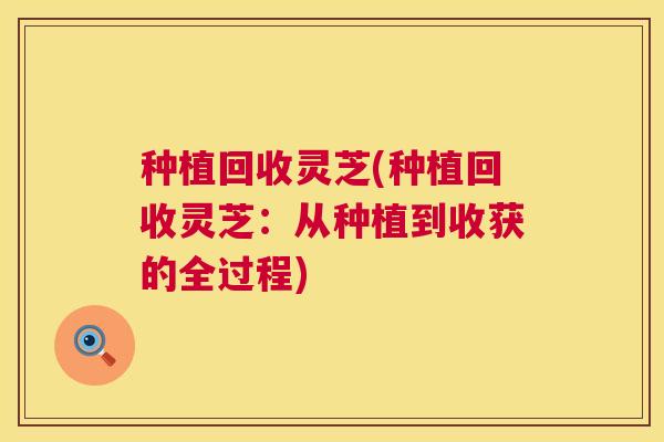 种植回收灵芝(种植回收灵芝：从种植到收获的全过程)  第1张