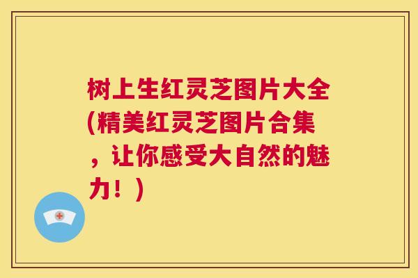 树上生红灵芝图片大全(精美红灵芝图片合集，让你感受大自然的魅力！)  第1张