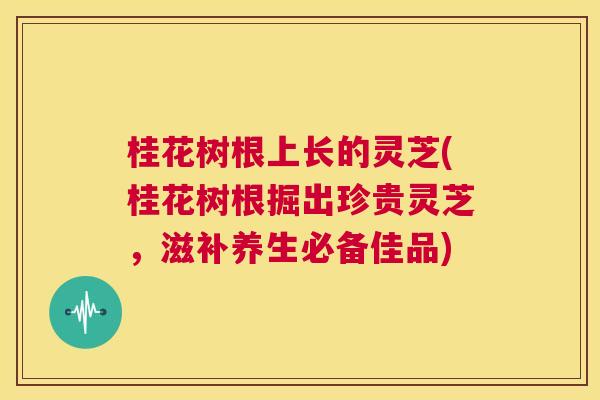 桂花树根上长的灵芝(桂花树根掘出珍贵灵芝,滋补养生必备佳品) 第1张 桂花树根上长的灵芝(桂花树根掘出珍贵灵芝,滋补养生必备佳品) 第1张
