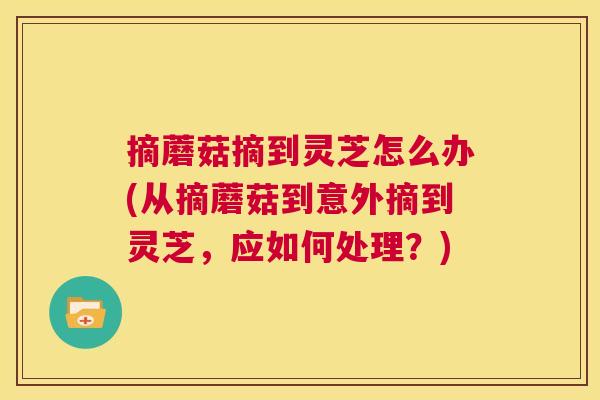 摘蘑菇摘到灵芝怎么办(从摘蘑菇到意外摘到灵芝，应如何处理？)  第1张