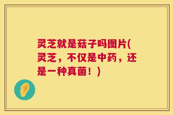灵芝就是菇子吗图片(灵芝，不仅是中药，还是一种真菌！)  第1张