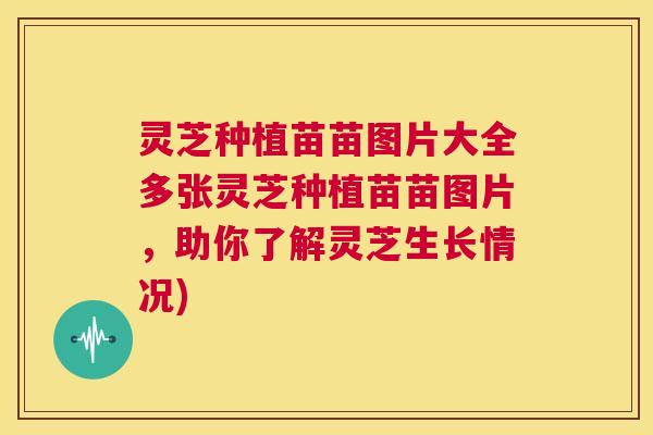 灵芝种植苗苗图片大全多张灵芝种植苗苗图片，助你了解灵芝生长情况)  第1张