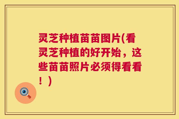 灵芝种植苗苗图片(看灵芝种植的好开始，这些苗苗照片必须得看看！)  第1张