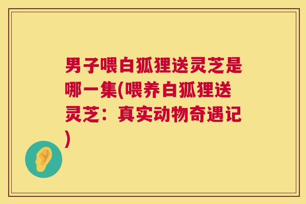 男子喂白狐狸送灵芝是哪一集(喂养白狐狸送灵芝：真实动物奇遇记)  第1张