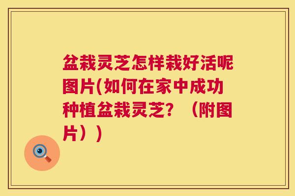 盆栽灵芝怎样栽好活呢图片(如何在家中成功种植盆栽灵芝?(附图片)) 第1张 盆栽灵芝怎样栽好活呢图片(如何在家中成功种植盆栽灵芝?(附图片)) 第1张