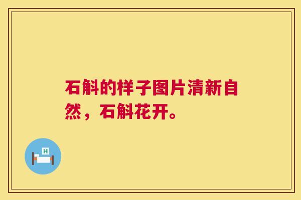 石斛的样子图片清新自然,石斛花开。 第1张 石斛的样子图片清新自然,石斛花开。 第1张