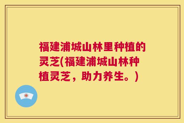 福建浦城山林里种植的灵芝(福建浦城山林种植灵芝,助力养生。) 第1张 福建浦城山林里种植的灵芝(福建浦城山林种植灵芝,助力养生。) 第1张
