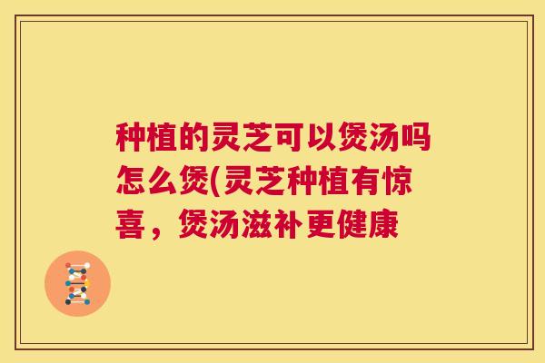 种植的灵芝可以煲汤吗怎么煲(灵芝种植有惊喜，煲汤滋补更健康  第1张
