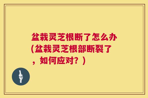 盆栽灵芝根断了怎么办(盆栽灵芝根部断裂了,如何应对?) 第1张 盆栽灵芝根断了怎么办(盆栽灵芝根部断裂了,如何应对?) 第1张