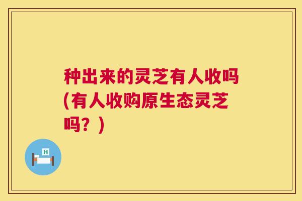 种出来的灵芝有人收吗(有人收购原生态灵芝吗?) 第1张 种出来的灵芝有人收吗(有人收购原生态灵芝吗?) 第1张
