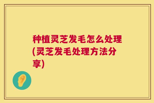 种植灵芝发毛怎么处理(灵芝发毛处理方法分享)  第1张
