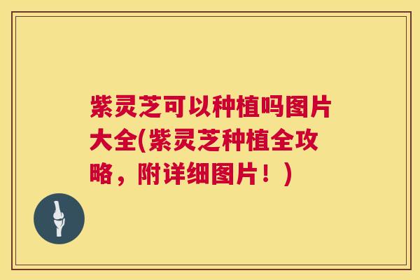 紫灵芝可以种植吗图片大全(紫灵芝种植全攻略,附详细图片!) 第1张 紫灵芝可以种植吗图片大全(紫灵芝种植全攻略,附详细图片!) 第1张