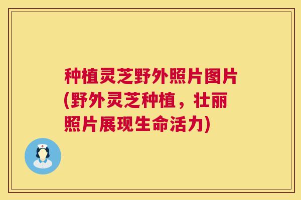 种植灵芝野外照片图片(野外灵芝种植,壮丽照片展现生命活力) 第1张 种植灵芝野外照片图片(野外灵芝种植,壮丽照片展现生命活力) 第1张