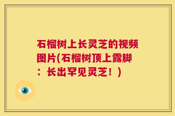 石榴树上长灵芝的视频图片(石榴树顶上露脚:长出罕见灵芝!) 第1张 石榴树上长灵芝的视频图片(石榴树顶上露脚:长出罕见灵芝!) 第1张