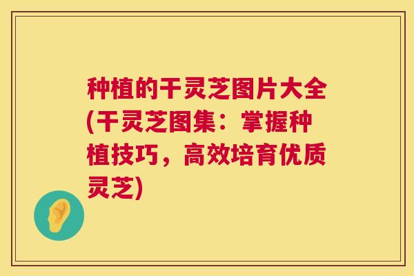 种植的干灵芝图片大全(干灵芝图集：掌握种植技巧，高效培育优质灵芝)  第1张