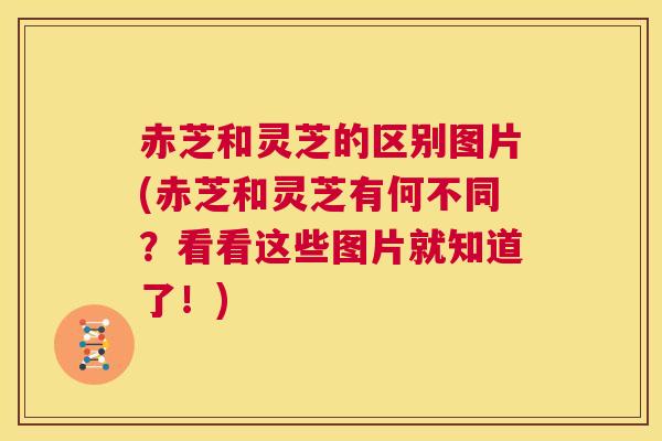 赤芝和灵芝的区别图片(赤芝和灵芝有何不同？看看这些图片就知道了！)  第1张