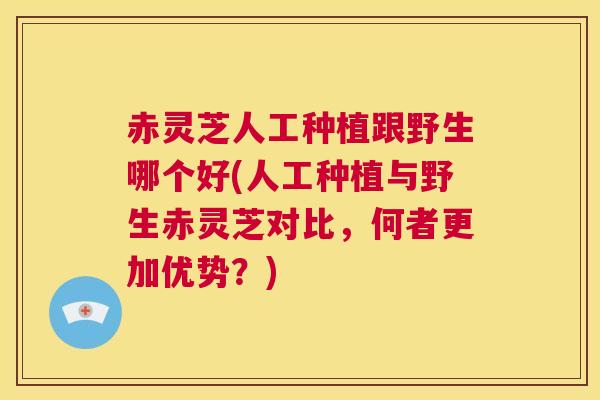 赤灵芝人工种植跟野生哪个好(人工种植与野生赤灵芝对比，何者更加优势？)  第1张