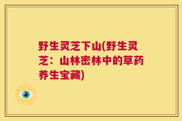 野生灵芝下山(野生灵芝:山林密林中的草药养生宝藏) 第1张 野生灵芝下山(野生灵芝:山林密林中的草药养生宝藏) 第1张