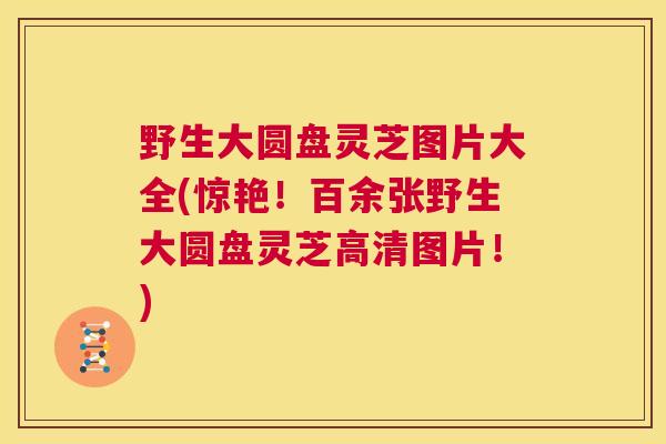 野生大圆盘灵芝图片大全(惊艳!百余张野生大圆盘灵芝高清图片!) 第1张 野生大圆盘灵芝图片大全(惊艳!百余张野生大圆盘灵芝高清图片!) 第1张
