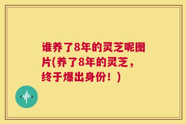 谁养了8年的灵芝呢图片(养了8年的灵芝,终于爆出身份!) 第1张 谁养了8年的灵芝呢图片(养了8年的灵芝,终于爆出身份!) 第1张