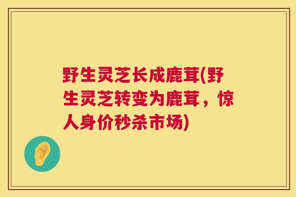野生灵芝长成鹿茸(野生灵芝转变为鹿茸,惊人身价秒杀市场) 第1张 野生灵芝长成鹿茸(野生灵芝转变为鹿茸,惊人身价秒杀市场) 第1张