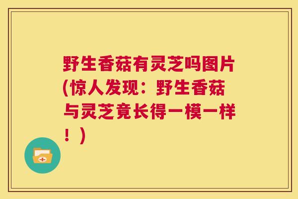 野生香菇有灵芝吗图片(惊人发现:野生香菇与灵芝竟长得一模一样!) 第1张 野生香菇有灵芝吗图片(惊人发现:野生香菇与灵芝竟长得一模一样!) 第1张
