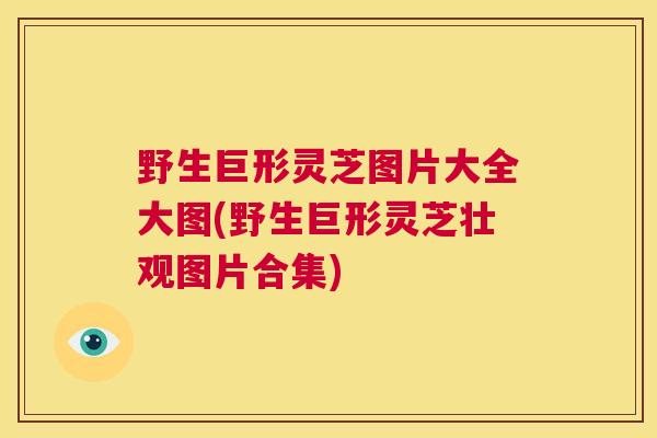 野生巨形灵芝图片大全大图(野生巨形灵芝壮观图片合集) 第1张 野生巨形灵芝图片大全大图(野生巨形灵芝壮观图片合集) 第1张