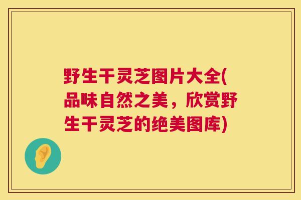 野生干灵芝图片大全(品味自然之美,欣赏野生干灵芝的绝美图库) 第1张 野生干灵芝图片大全(品味自然之美,欣赏野生干灵芝的绝美图库) 第1张