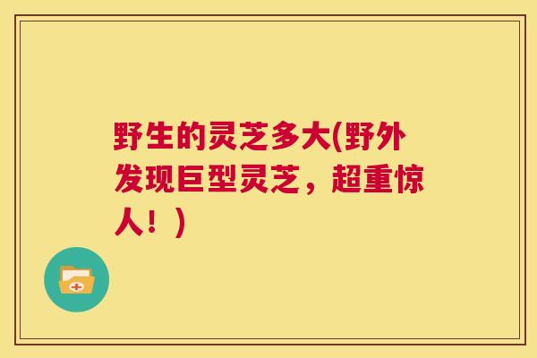 野生的灵芝多大(野外发现巨型灵芝,超重惊人!) 第1张 野生的灵芝多大(野外发现巨型灵芝,超重惊人!) 第1张