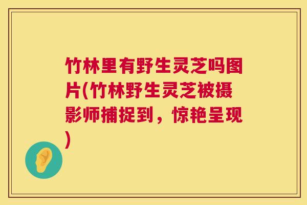 竹林里有野生灵芝吗图片(竹林野生灵芝被摄影师捕捉到，惊艳呈现)  第1张