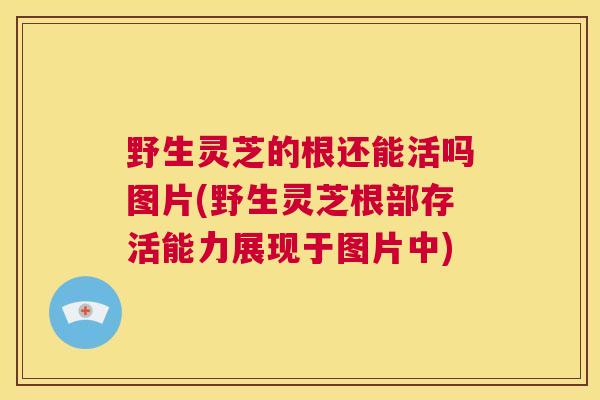 野生灵芝的根还能活吗图片(野生灵芝根部存活能力展现于图片中) 第1张 野生灵芝的根还能活吗图片(野生灵芝根部存活能力展现于图片中) 第1张