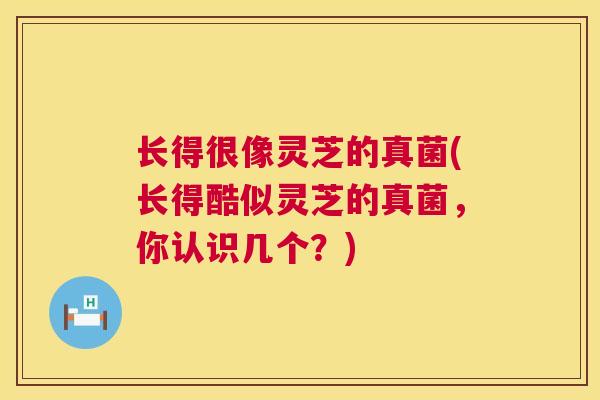 长得很像灵芝的真菌(长得酷似灵芝的真菌,你认识几个?) 第1张 长得很像灵芝的真菌(长得酷似灵芝的真菌,你认识几个?) 第1张
