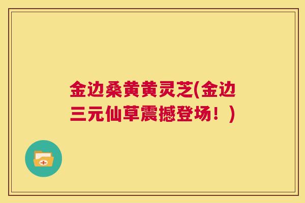 金边桑黄黄灵芝(金边三元仙草震撼登场！)  第1张